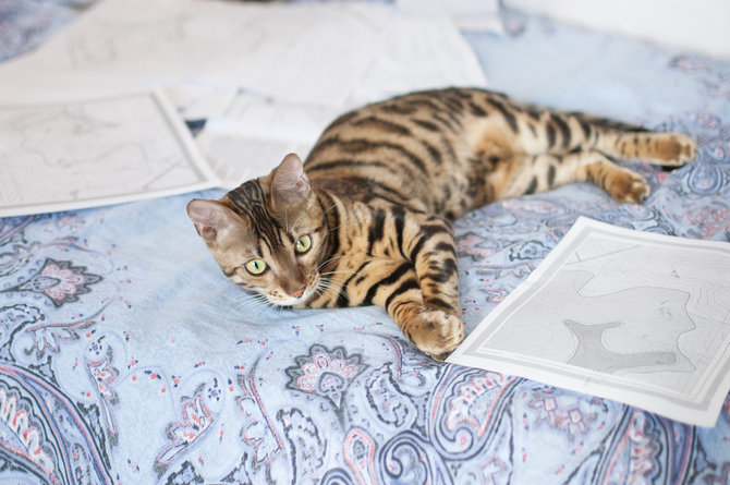 Kucing Bengal Harga Berdasarkan Jenisnya, Lengkap Beserta Karakteristik