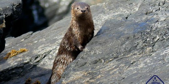 Mengenal Kucing Laut atau Marine Otter, Satwa yang Hampir Terancam Punah