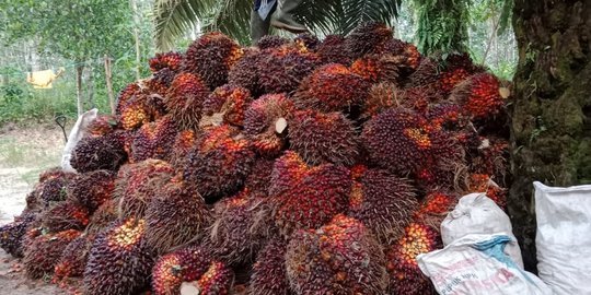 Minyak Makan Merah Hanya Diproduksi Koperasi Petani Sawit, di Luar Itu Ilegal