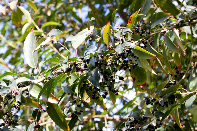 maqui berry aristotelia chilensis buah kaya antioksidan antosianin