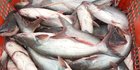 Intip Potensi Budi Daya Ikan Patin di Trenggalek, Permintaan Pasar Tinggi
