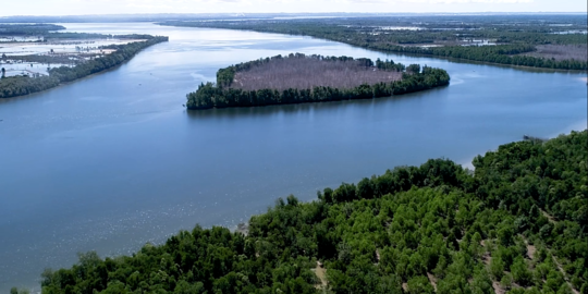 Percepat Rehabilitasi Hutan Mangrove di Sumut, Ini Upaya yang Dilakukan BRGM RI