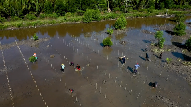 percepat rehabilitasi hutan mangrove di sumut ini upaya yang dilakukan brgm ri