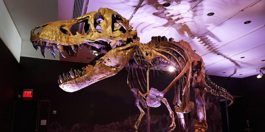 Tengkorak Kepala Dinosaurus T-Rex akan Dilelang, Harganya Bakal Fantastis