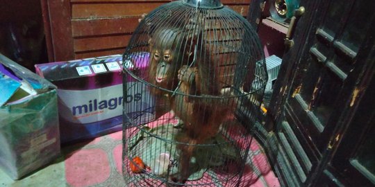 Warga Kutai Timur Selamatkan Bayi Orang Utan Usai Terpisah dari Induk