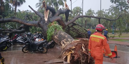 Update Pohon Tumbang di Balai Kota, 4 Polisi Terluka dan Jalani Perawatan di RS