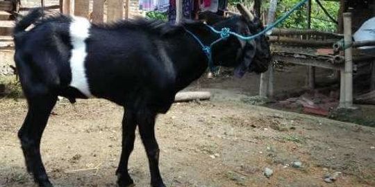 Intip Ritual Sembelih Kambing Kendit di Ponorogo, Berlangsung sejak 200 Tahun Lalu