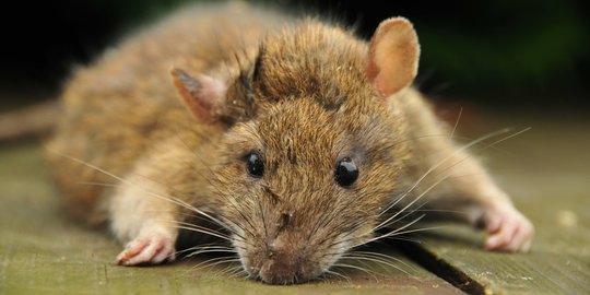 Warga Tulungagung Meninggal karena Penyakit Kencing Tikus, Waspadai Penyebabnya