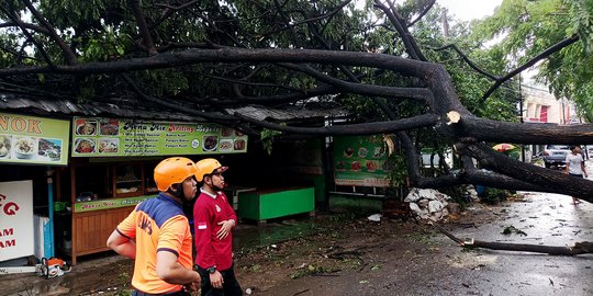 Rawan Tumbang Di Musim Hujan Pohon Di Jakarta Dicek Kesehatan Merdeka Com