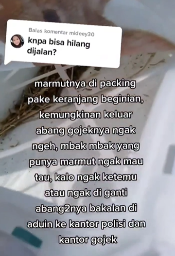 cerita driver ojol bawa marmut hilang di jalan