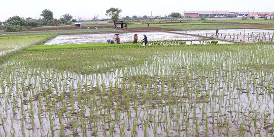 Ada Potensi Bencana, Petani Cirebon Diminta Percepat Masa Tanam Padi Di ...