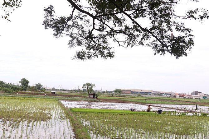 82 juta hektare sawah untuk 20 juta ton beras