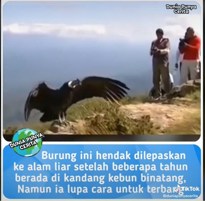 cek fakta apa benar burung lupa cara terbang