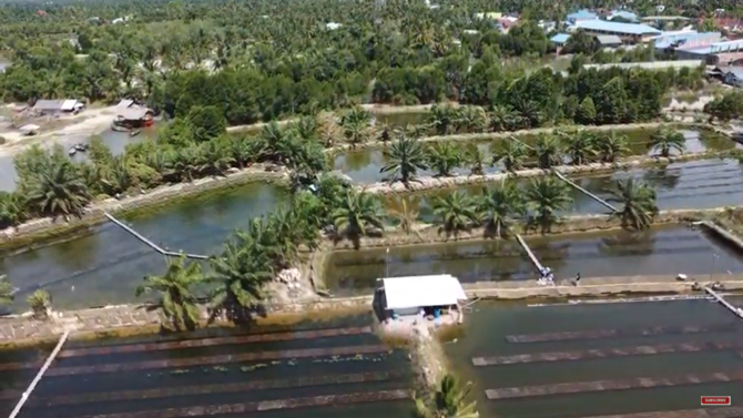 masih gunakan sistem tradisional intip kampung budidaya kepiting soka di langka