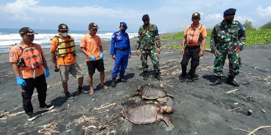 Tiga Penyu Lekang Ditemukan Mati di Pantai Kulon Progo, Diduga Akibat Makan Plastik