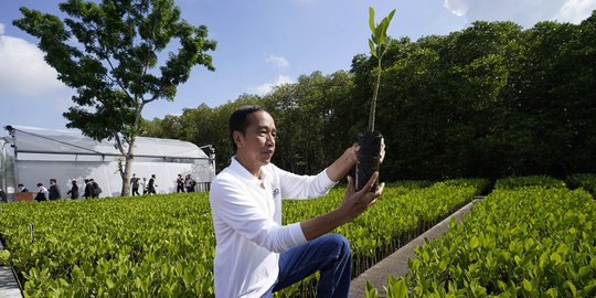 Presiden Jokowi Tinjau Tahura Ngurah Rai, Lokasi Pemimpin G20 Tanam Mangrove