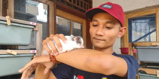 Mendulang Untung Belasan Juta Rupiah dari Ternak Hamster