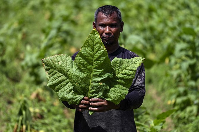 geliat petani tembakau aceh