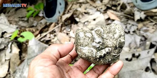 Fosil Hewan Laut Purba Ditemukan di Atas Gunung di Jombang, Pulau Jawa dulu Lautan?
