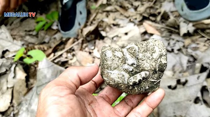 fosil hewan laut purba ditemukan di atas gunung di jombang pulau jawa dulu lautan