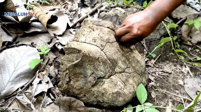 fosil hewan laut purba ditemukan di atas gunung di jombang pulau jawa dulu lautan