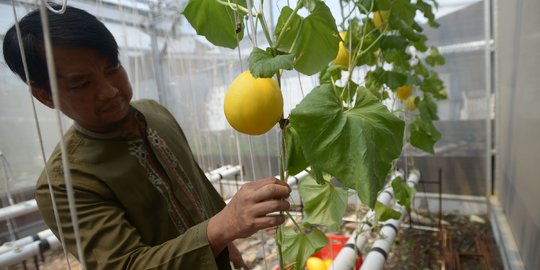 Sistem Hidroponik Hasilkan Panen 160 Buah Melon