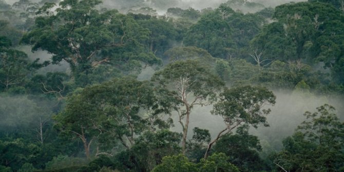 Timbulkan Kerugian Negara Begini Upaya Pemerintah Lindungan Kawasan