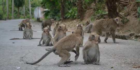 Perusahaan Pengolahan Kelapa di Thailand Pekerjakan Monyet