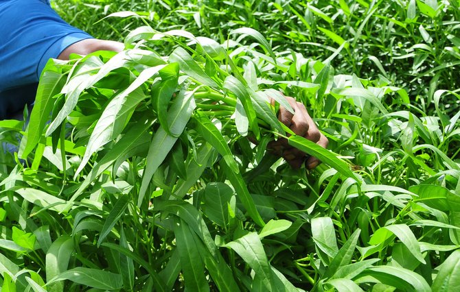 petani kangkung