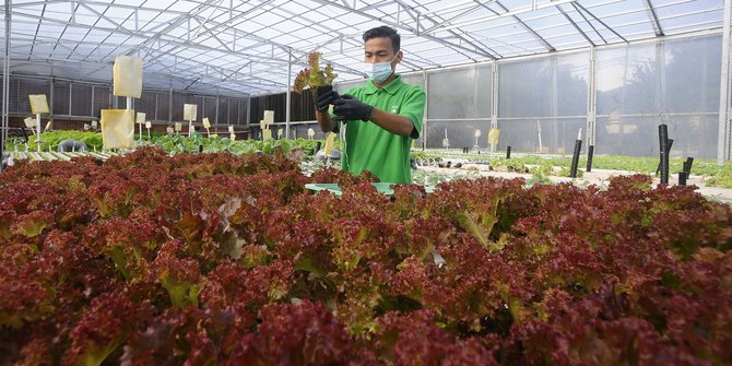 Penampakan Kebun Hidroponik Terbesar di Jakarta, Bertempat di Bekas Lapangan Tenis