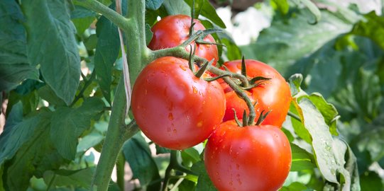 Hari Ini, Harga Tomat Naik Jadi Rp24.000 per Kg
