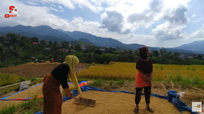 janda desa cantik bak mutiara tersembunyi tinggal di tengah sawah dikelilingi gunung