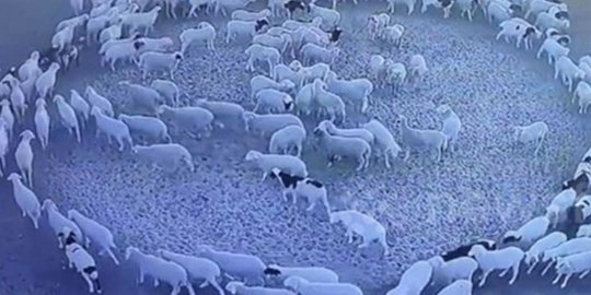 Aksi Misterius Sekawanan Domba, Berjalan Melingkar Selama 12 Hari