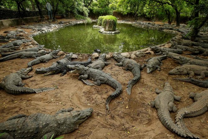 penangkaran buaya di india