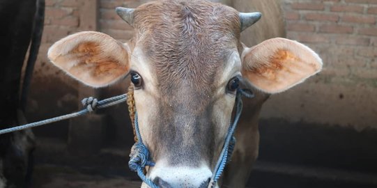 DPR Kritik Kementan Tak Kunjung Beberkan Penyebab Wabah PMK Hewan Ternak