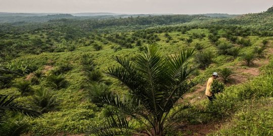 Puluhan Perusahaan di Riau Garap Kawasan Hutan Tanpa Izin