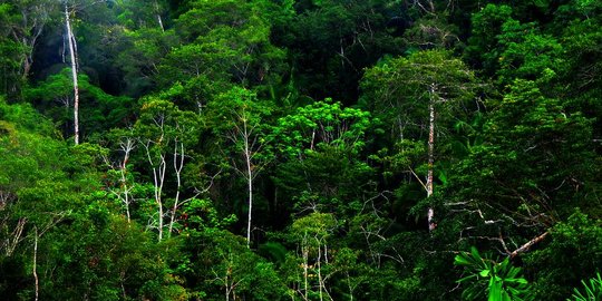 CEK FAKTA: Sosok Aneh Muncul di Hutan Kalimantan?