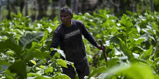 CISDI: Cukai Rokok Naik Justru Berdampak Buruk Buat Kesejahteraan Petani Tembakau