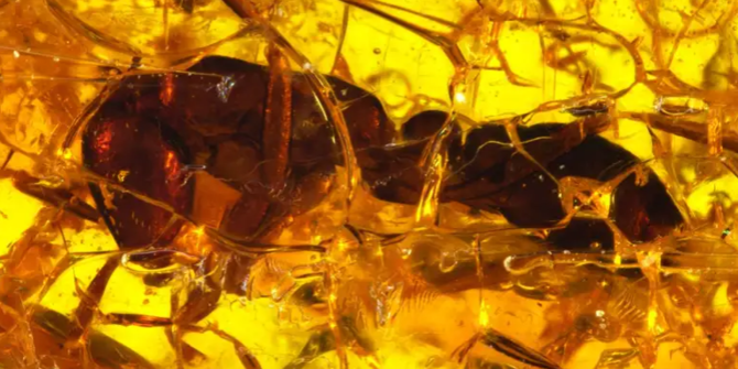 Semut Tentara Tertua Ditemukan dalam Batu Amber Berusia 35 Juta Tahun