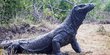 Gubernur NTT Cabut Aturan Harga Tiket Masuk Taman Nasional Komodo Rp3,7 Juta