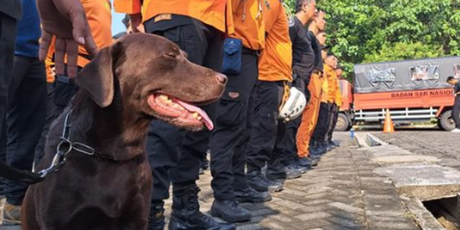 Temukan 3 Korban Gempa Cianjur yang Tertimbun, Ini Kisah Coco Anjing SAR yang Berjasa