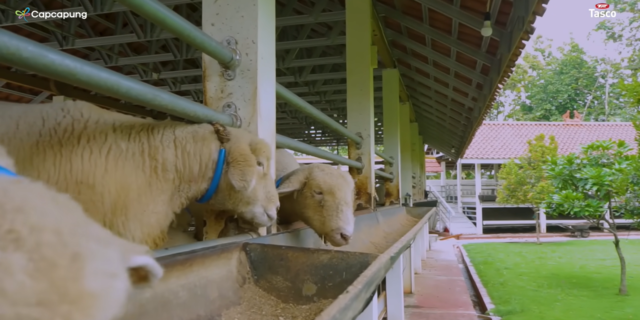 Anti Bau, Peternakan Kambing di Solo Ini Bersih dan Sejuk
