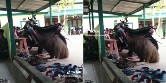 Viral Penampakan Burung Kasuari saat Jumatan, Curi Perhatian