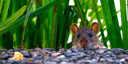 Polisi India Tuding Tikus Makan 500 Kg Ganja, Kisah Sebenarnya Masih Janggal