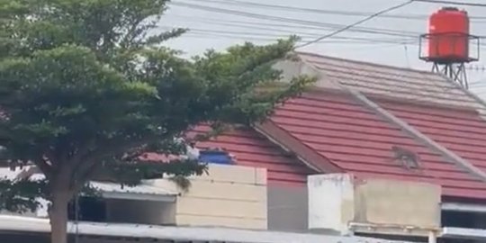 Viral Video Monyet Turun ke Pemukiman Warga, Diduga Ada Kaitan dengan Sesar Lembang