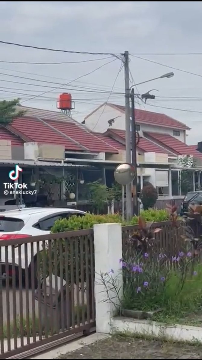 viral video monyet turun ke pemukiman warga diduga ada kaitan dengan sesar lembang