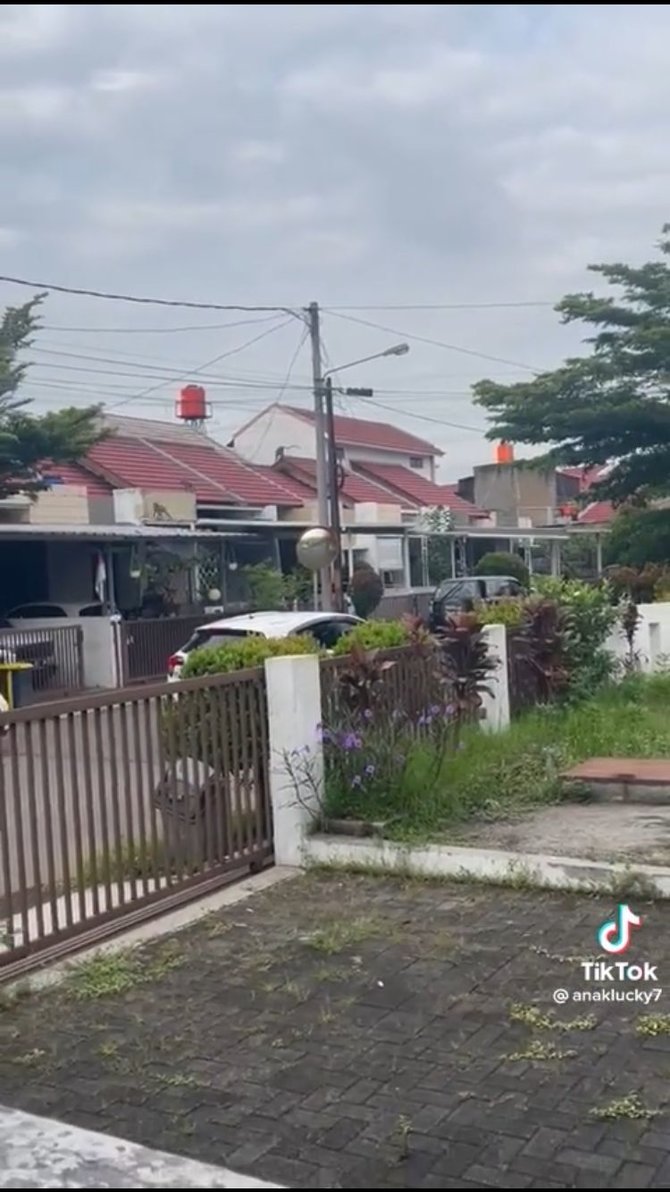 viral video monyet turun ke pemukiman warga diduga ada kaitan dengan sesar lembang