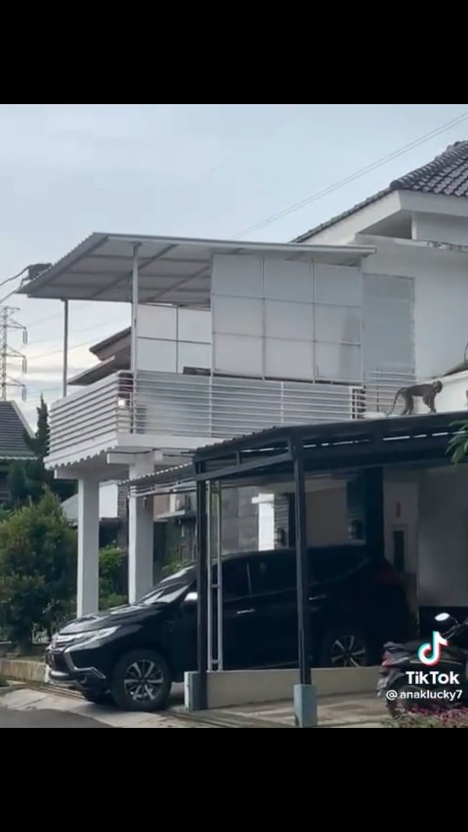 viral video monyet turun ke pemukiman warga diduga ada kaitan dengan sesar lembang