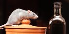 Cara Mengusir Tikus dengan Cuka, Mudah Dilakukan