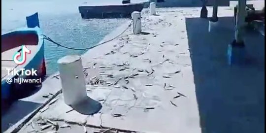 Fenomena Ikan Naik ke Permukaan di Pulau Seribu Bikin Heboh, Ini Penampakannya